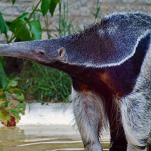 Giant Anteater