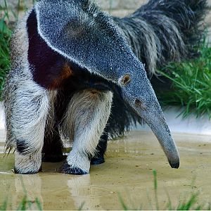 Giant Anteater
