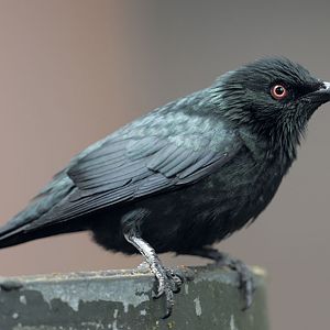 Asian glossy starling