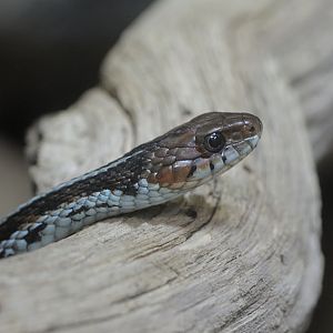 San Francisco garter snake