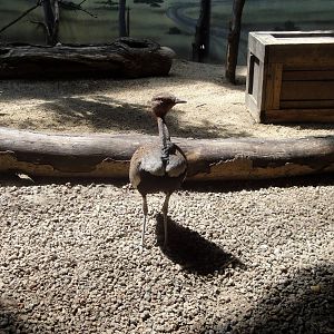 Buff-crested Bustard & Egyptian Plover