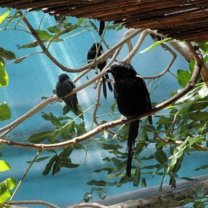 Magpie Shrikes