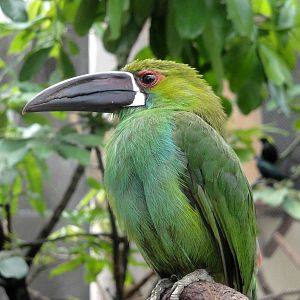 Crimson-rumped Toucanet