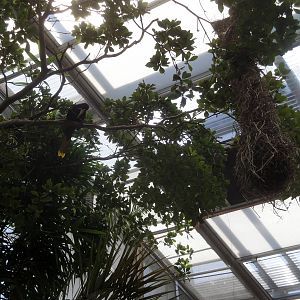 Crested Oropendola with Nest