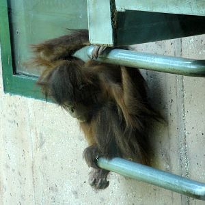 Baby Sumatran Orangutan "Batu"