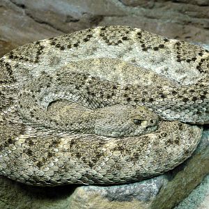 Western Diamondback Rattlesnake