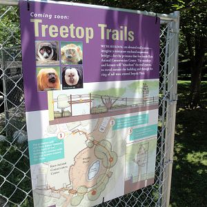 Treetop Trails Graphic