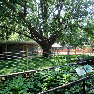 New Okapi Exhibit