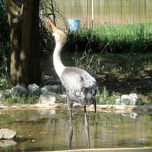 Wattled Crane Chick
