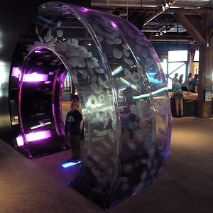 Jellyfish Exhibit