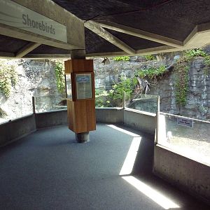 Shorebirds Exhibit (3 Species)
