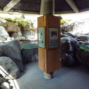 Black Oystercatcher Exhibit