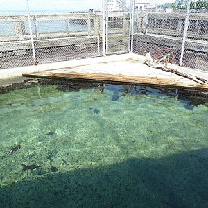 Harbour Seal Exhibit