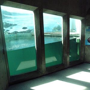 Sea Otter Exhibit