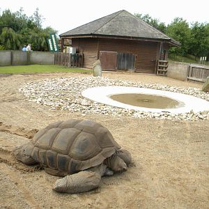 Tortoise enclosure at Blackpool Zoo 12/09/11