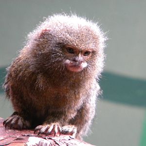 Eastern Pygmy Marmoset at Blackpool Zoo 12/09/11
