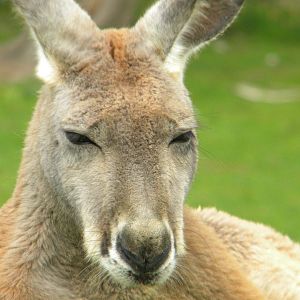 Red Kangaroo at Blackpool Zoo 12/09/11