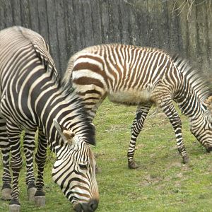 Tebogo and Helene the Hartmann's Mountain Zebra at Blackpool Zoo 12/09/11
