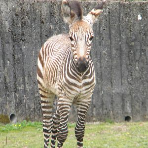Tebogo the Hartmann's Mountain Zebra at Blackpool Zoo 12/09/11