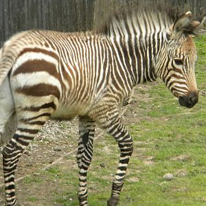 Tebogo the Hartmann's Mountain Zebra at Blackpool Zoo 12/09/11