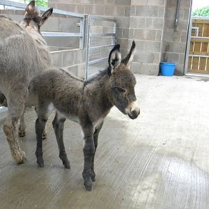 Baby Meditterean Minature Donkey at Blackpool Zoo 12/09/11