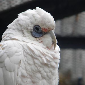 Western Billed Corella at Blackpool Zoo 12/09/11