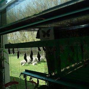 Butterflies chrysalis