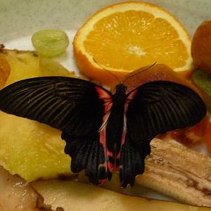 Atrophaneura polyeuctes