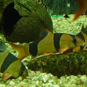 Clown loach