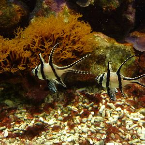Banggai cardinalfish