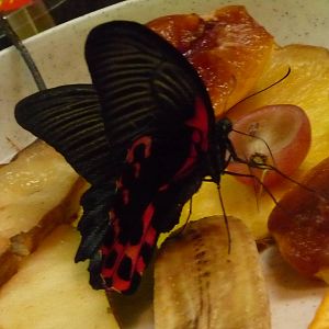 Atrophaneura polyeuctes