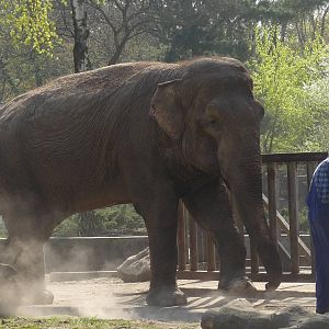 Asian Elephant - female Magda