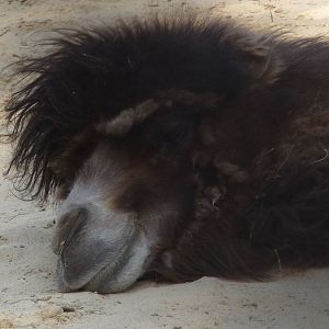 Bactrian camel