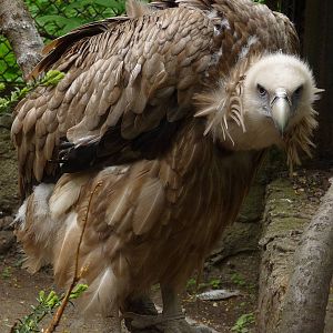 Griffon Vulture