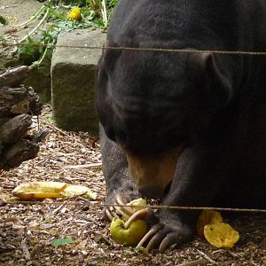 Sun bear