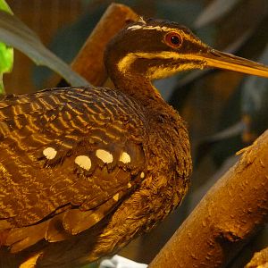 Sunbittern