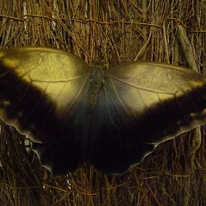 Caligo memnon