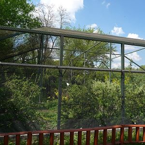 Manchurian cranes aviary