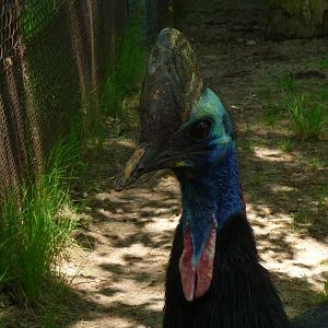 Southern Cassowary