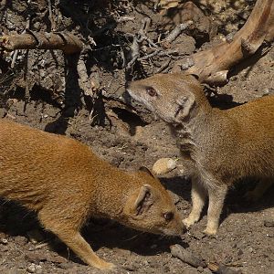Yellow mongooses