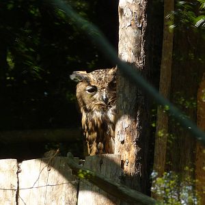 Eurasian Eagle-owl