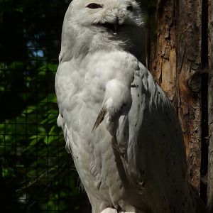 Snowy Owl