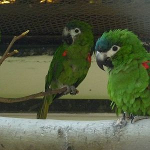 Red-shouldered Macaws