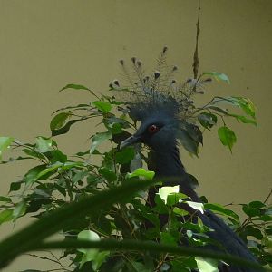 Victoria Crowned Pigeon