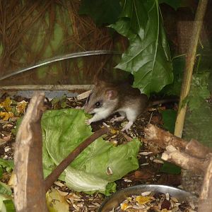 Black-tailed Tree Rat