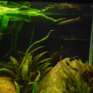 Spotted Pike Characin