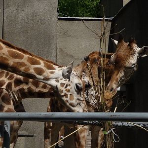 Giraffes