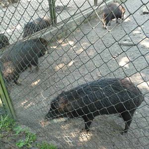 White-lipped Peccaries