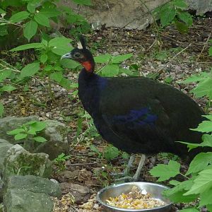Congo peafowl