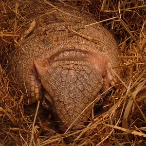 Big Hairy Armadillo